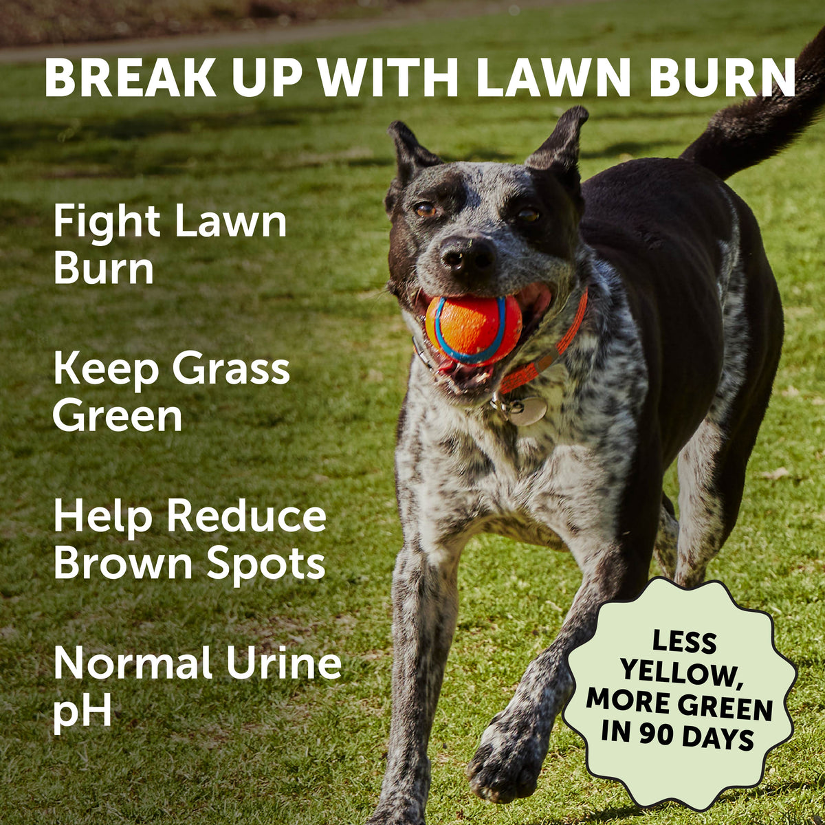 Dog Digestive Supplements product image 2