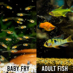 Brine Shrimp Eggs product image 3