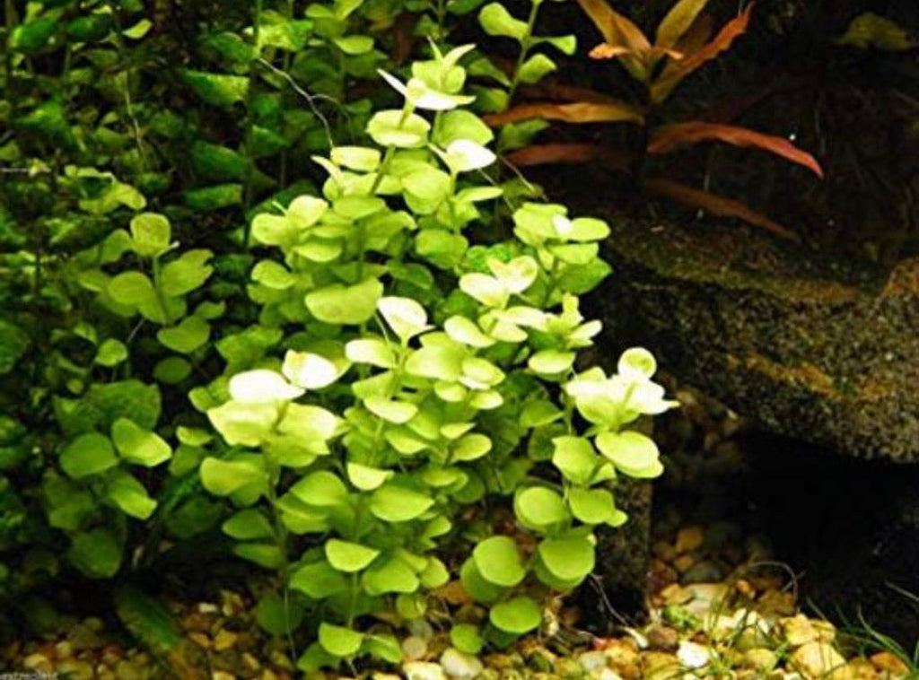 Live Aquarium Stem Plant product image 1