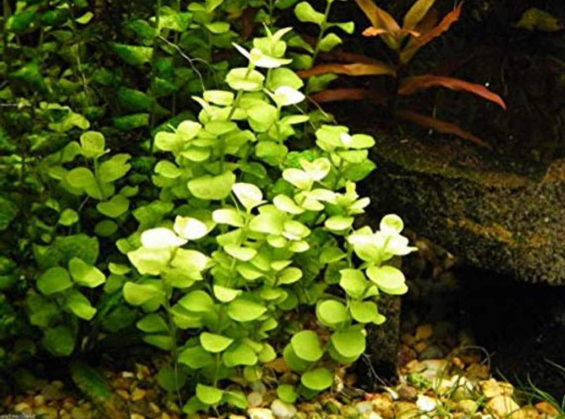 Live Aquarium Stem Plant product image 1