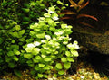 Live Aquarium Stem Plant Default Title