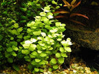 Live Aquarium Stem Plant Default Title