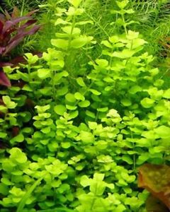 Live Aquarium Stem Plant product image 2
