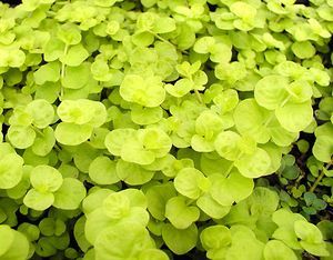 Live Aquarium Stem Plant product image 3