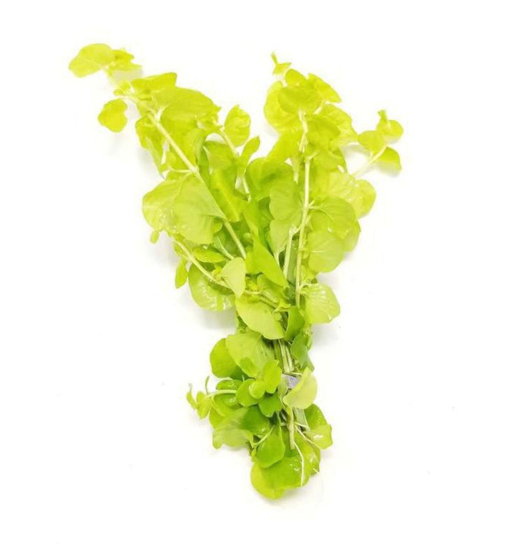 Live Aquarium Stem Plant product image 4