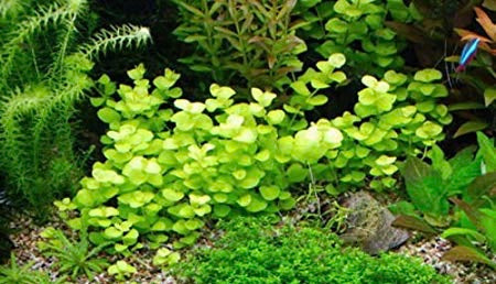 Live Aquarium Stem Plant product image 5