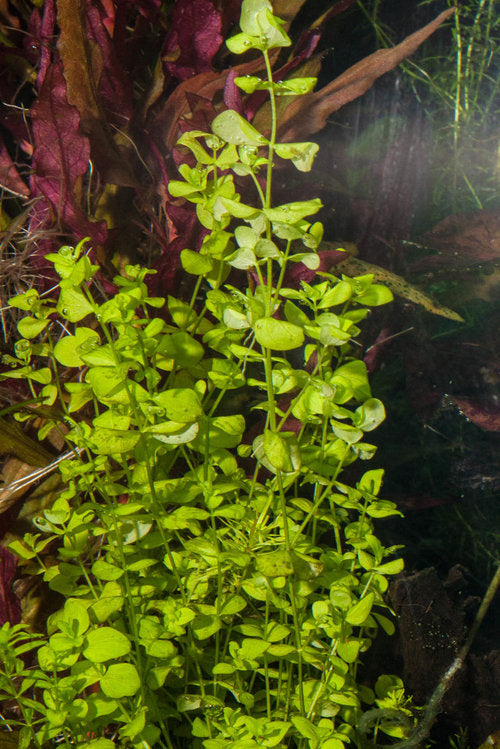 Live Aquarium Stem Plant product image 6