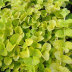 Live Aquarium Stem Plant product image 7