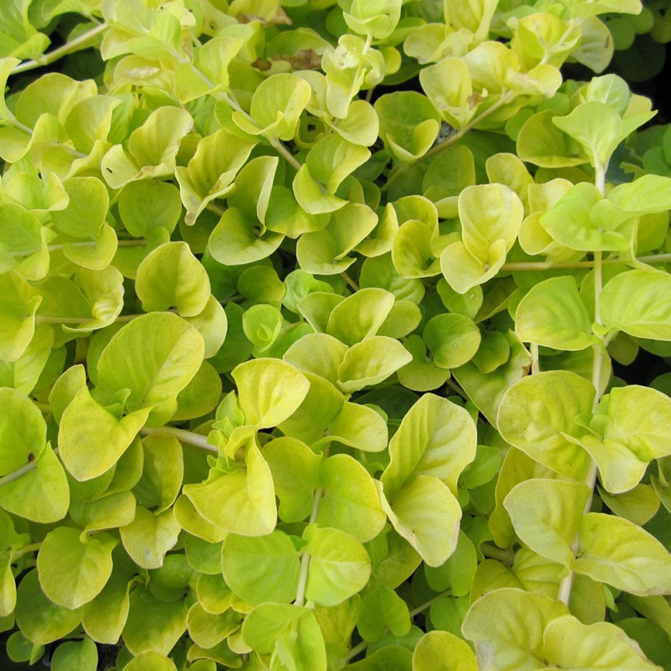 Live Aquarium Stem Plant product image 7