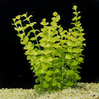 Live Aquarium Stem Plant product image 8