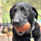 Football Dog Toy product image 9