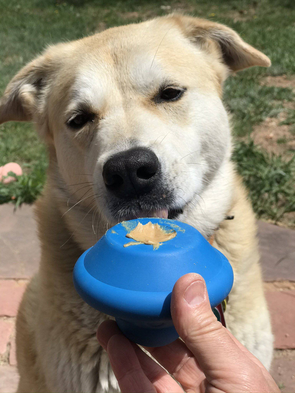 Dog Toy product image 5