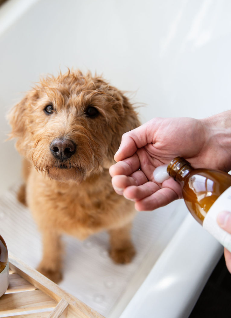 Dog Shampoo and Conditioner Duo product image 2