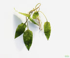 Cryptocoryne Aquarium Plant Pack product image 12