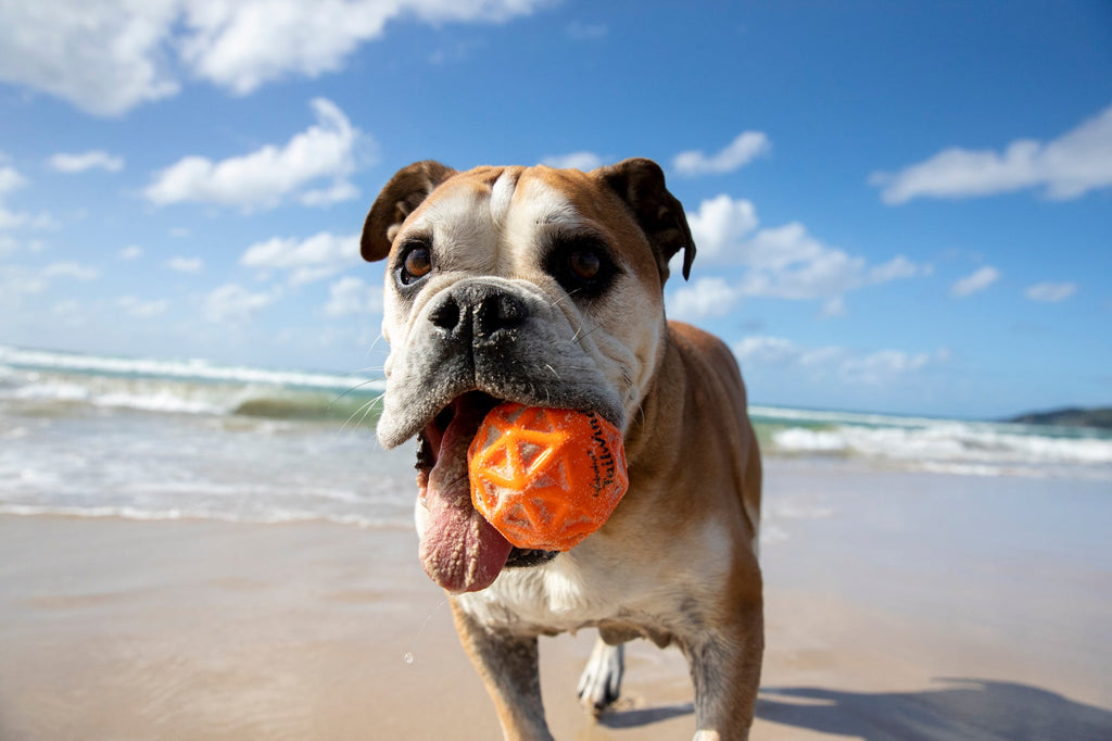 Dog Fetch Ball product image 3