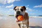 Dog Fetch Ball product image 3