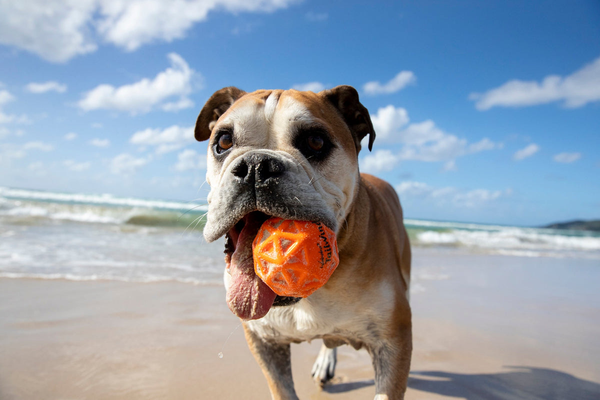 Dog Fetch Ball product image 3