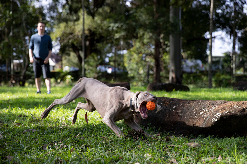 Dog Fetch Ball product image 4