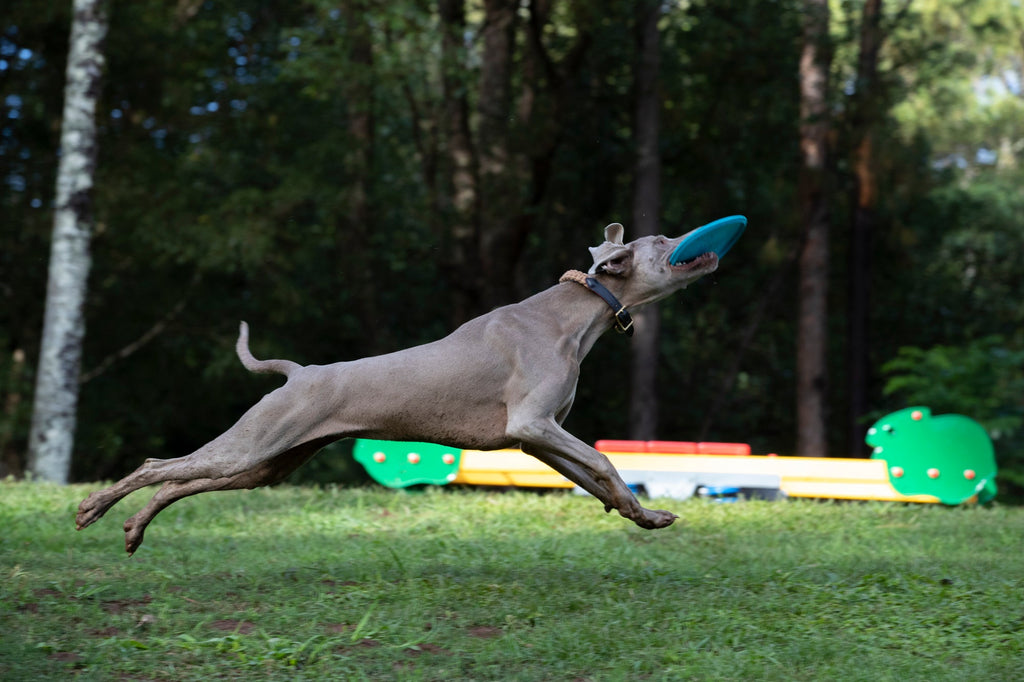 Dog Flying Disc product image 6
