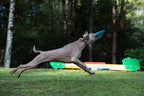 Dog Flying Disc product image 6