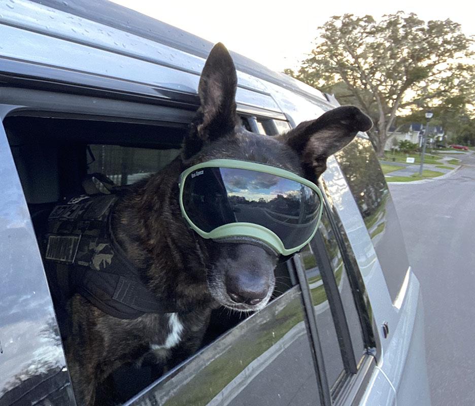 Rex Specs V2 Dog Goggles