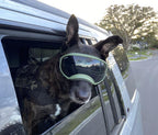 Rex Specs V2 Dog Goggles