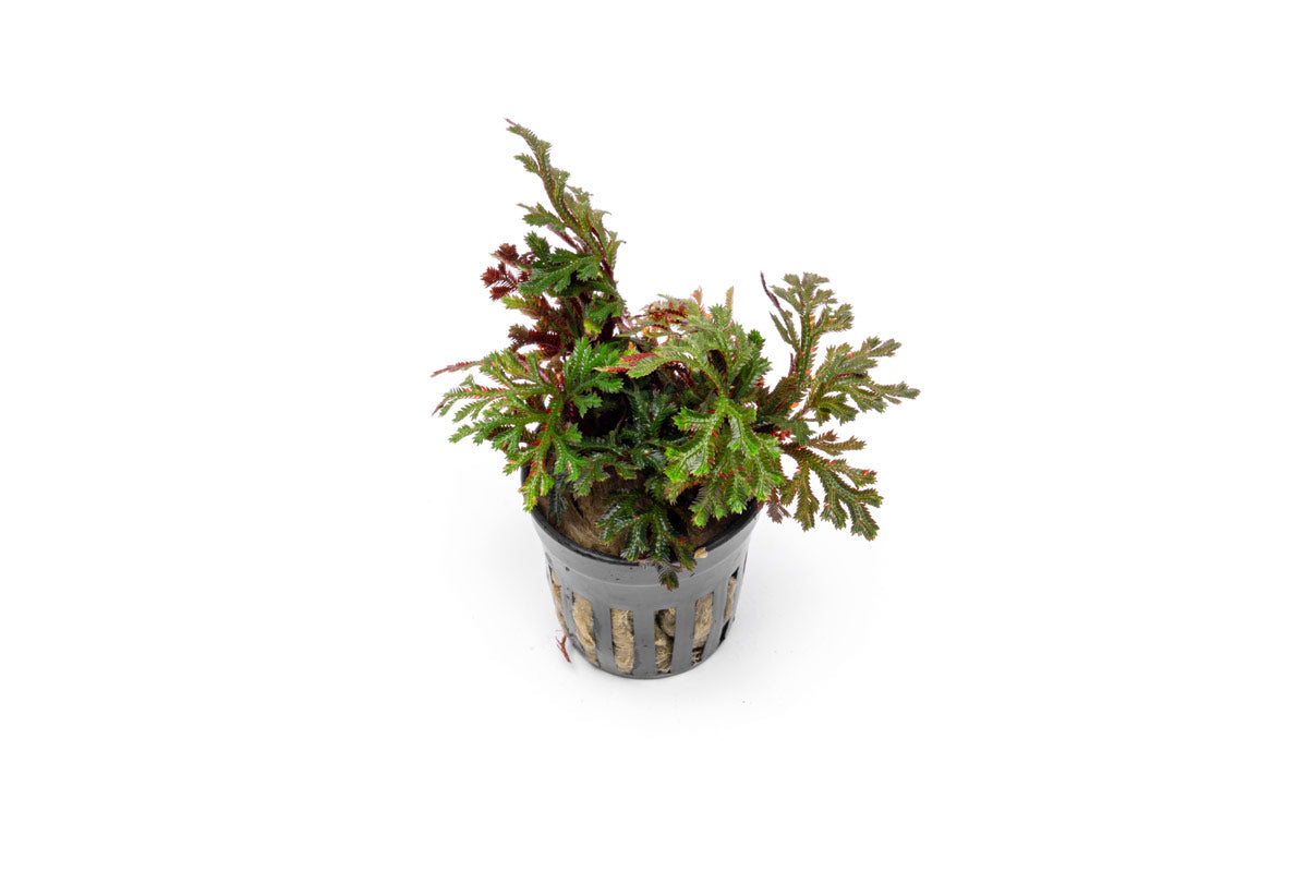 Terrarium Plant product image 1