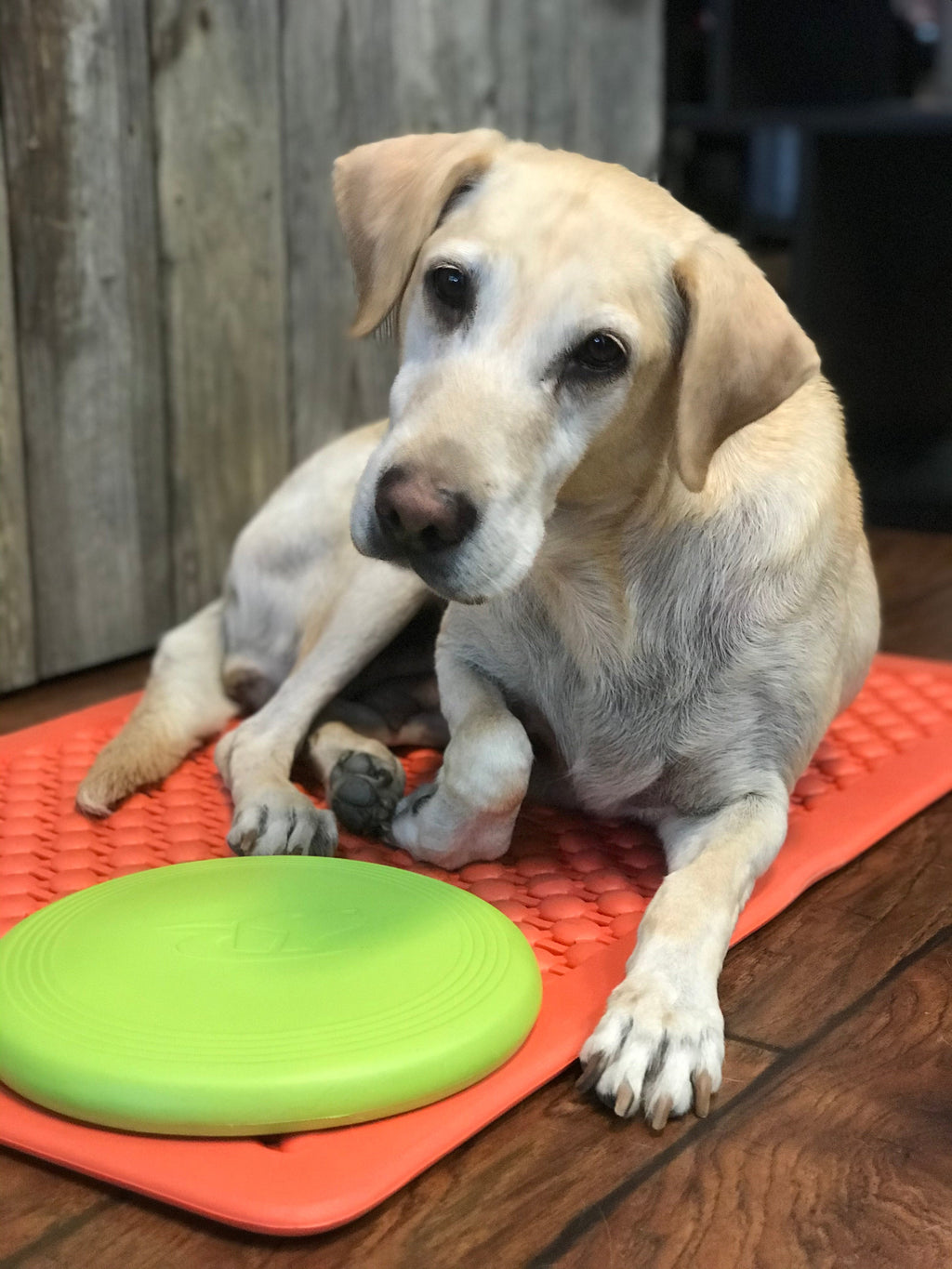 Dog Flying Disc product image 3