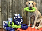 Dog Flying Disc product image 4