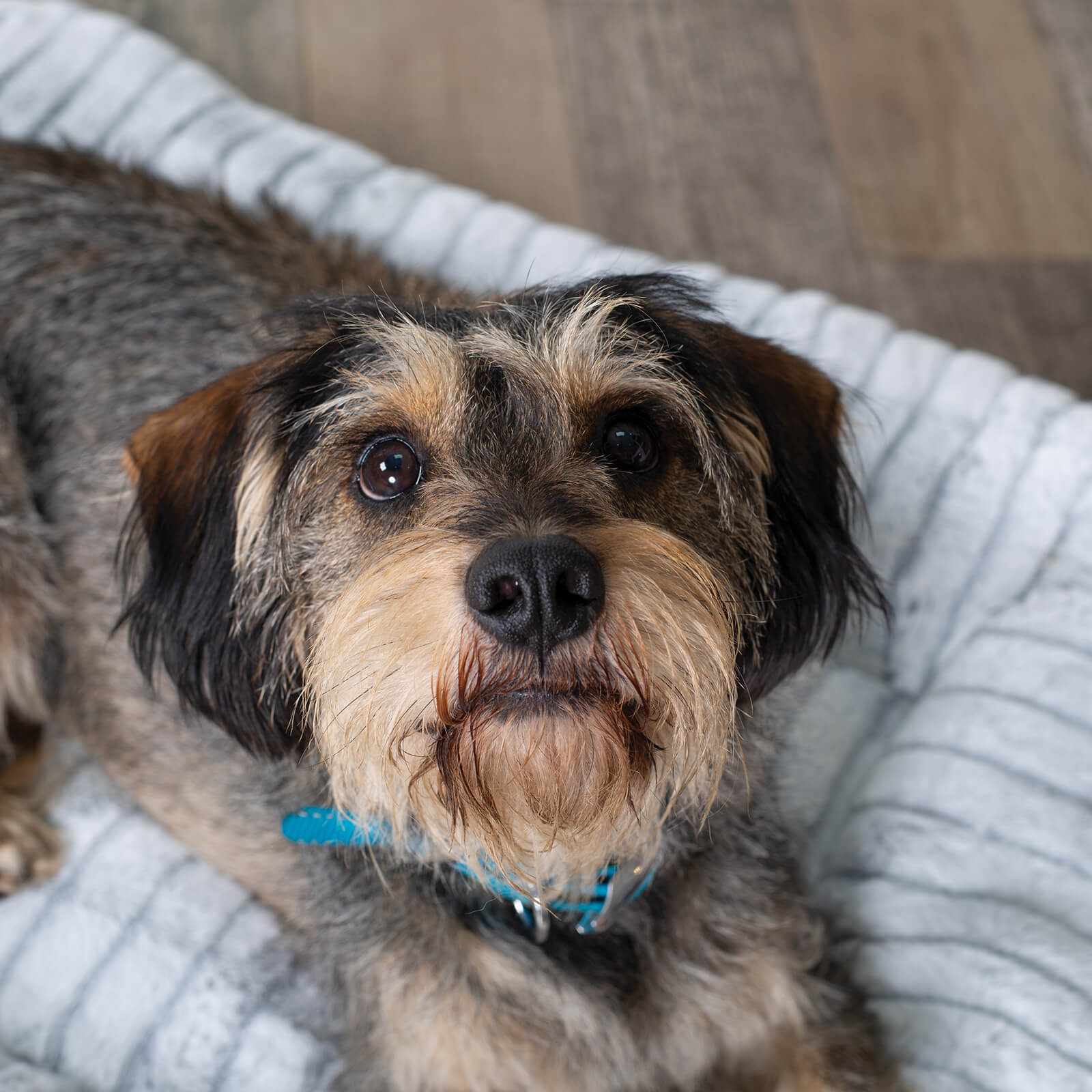 Orthopedic Dog Bed product image 11