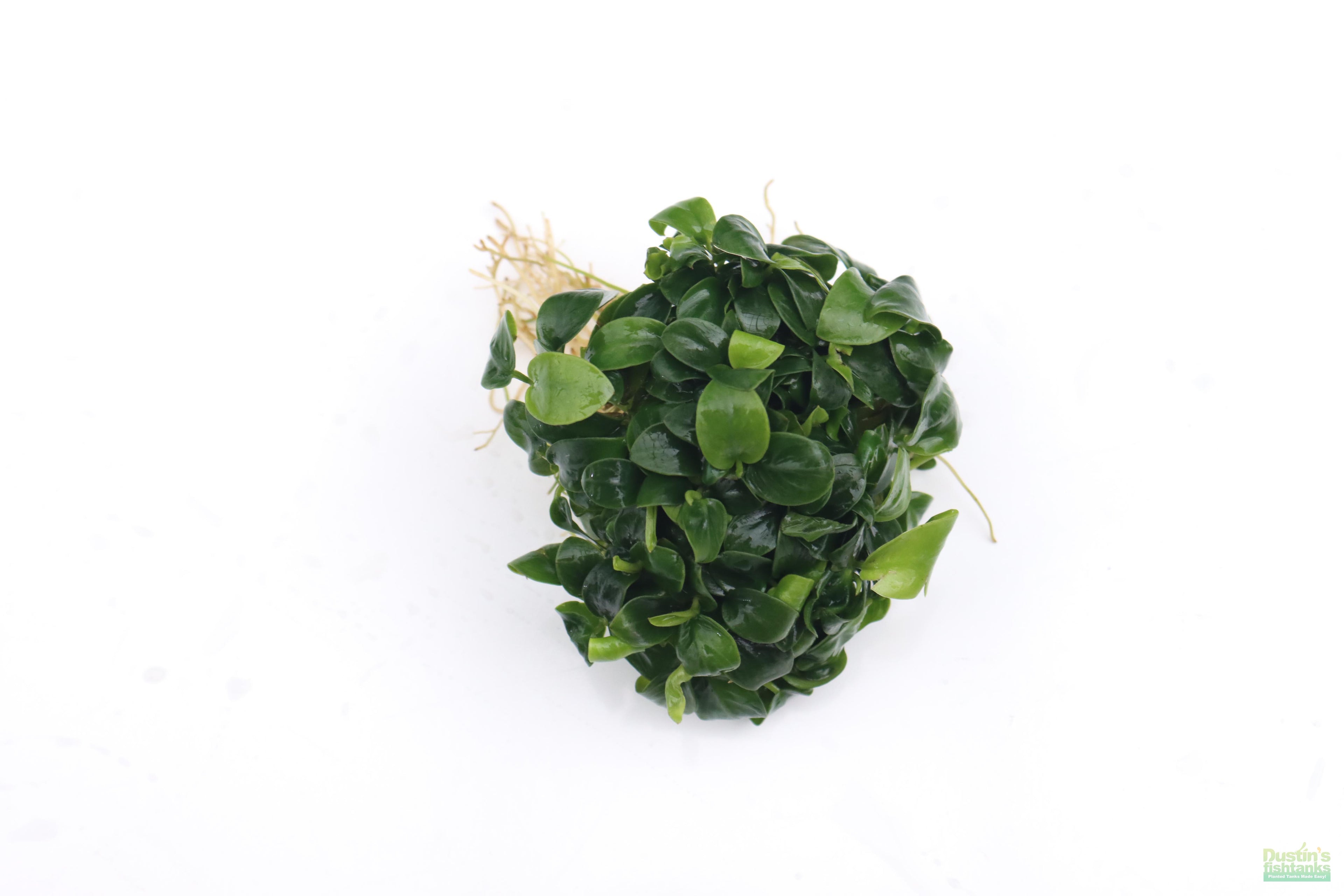 Live Anubias Nana Petite Aquarium Plant product image 55