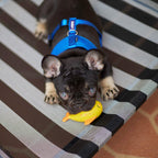 Outdoor Dog Bed product image 5