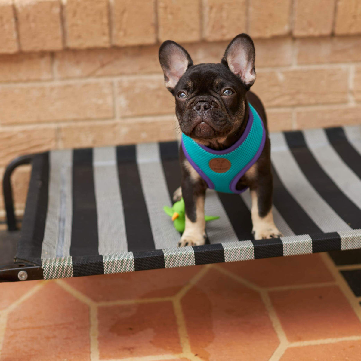 Outdoor Dog Bed product image 7