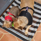 Outdoor Dog Bed product image 12
