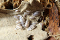 Dairy Cow Isopods product image 1