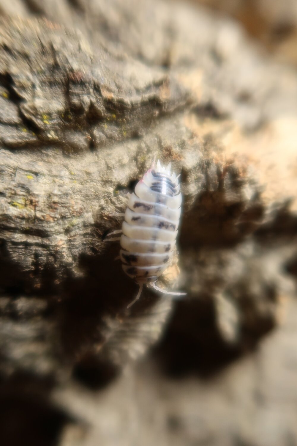 Dairy Cow Isopods product image 2