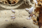 Dairy Cow Isopods product image 3