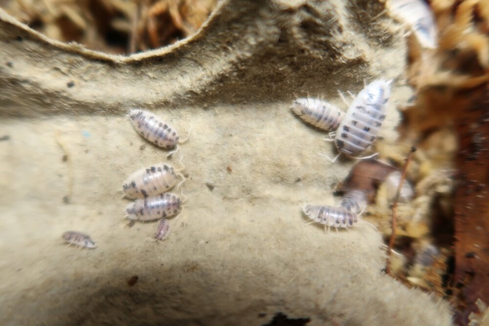 Dairy Cow Isopods product image 3