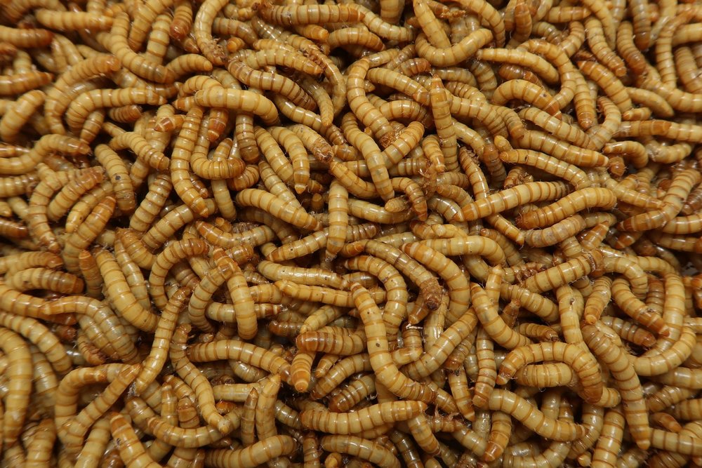 Live Mealworm Feeder Insects, 100