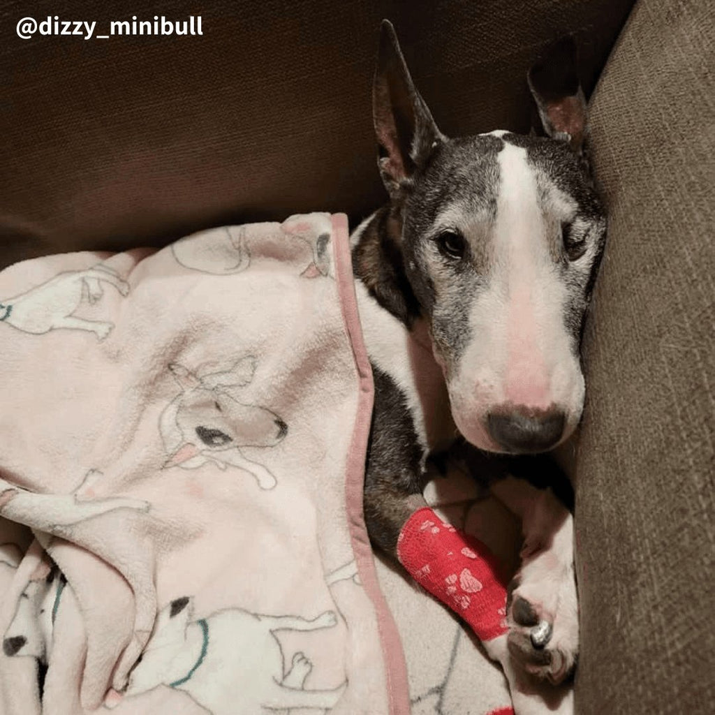 Dog Fleece Blanket product image 1