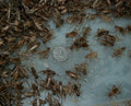 Pre-Wing Crickets product image 1