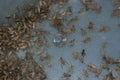 Live 3/4-Inch Feeder Crickets product image 1
