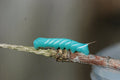 Hornworm Feeder Cup product image 1