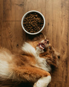 Dog Bowl product image 2