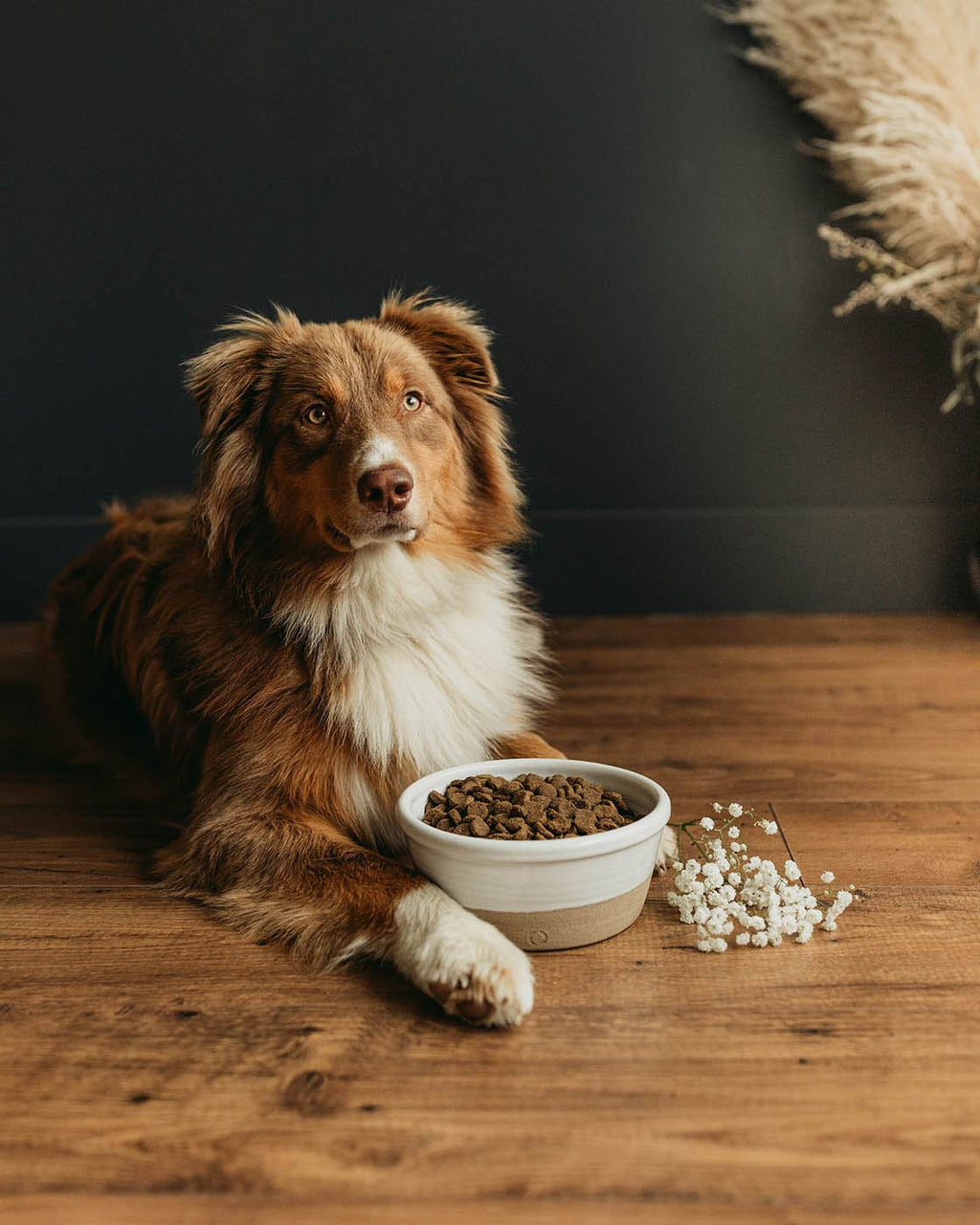 Dog Bowl product image 6