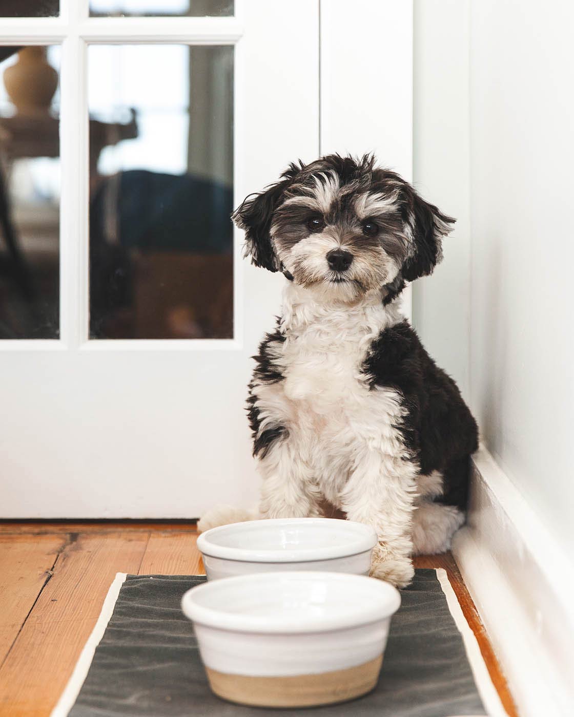Dog Bowl product image 7