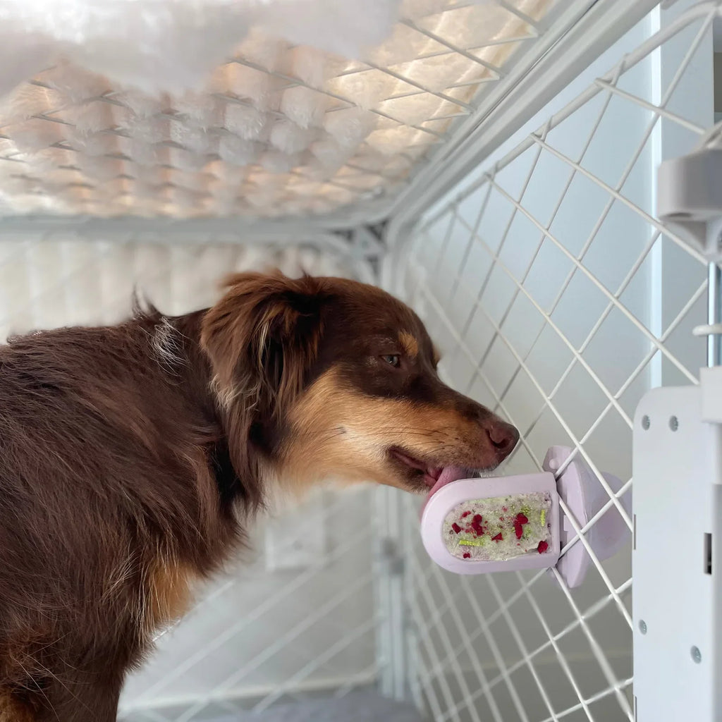 Dog licking a Diggs Groov Training Aid inside of a Diggs Evolv Dog Crate
