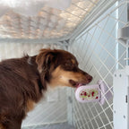 Dog licking a Diggs Groov Training Aid inside of a Diggs Evolv Dog Crate