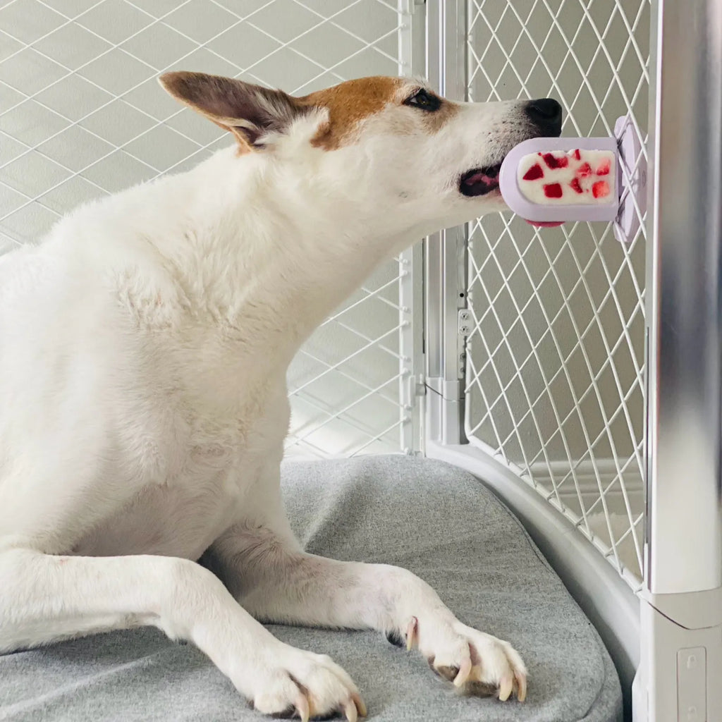 Dog licking a Diggs Groov Training Aid with frozen strawberries, inside a Diggs Revol dog crate