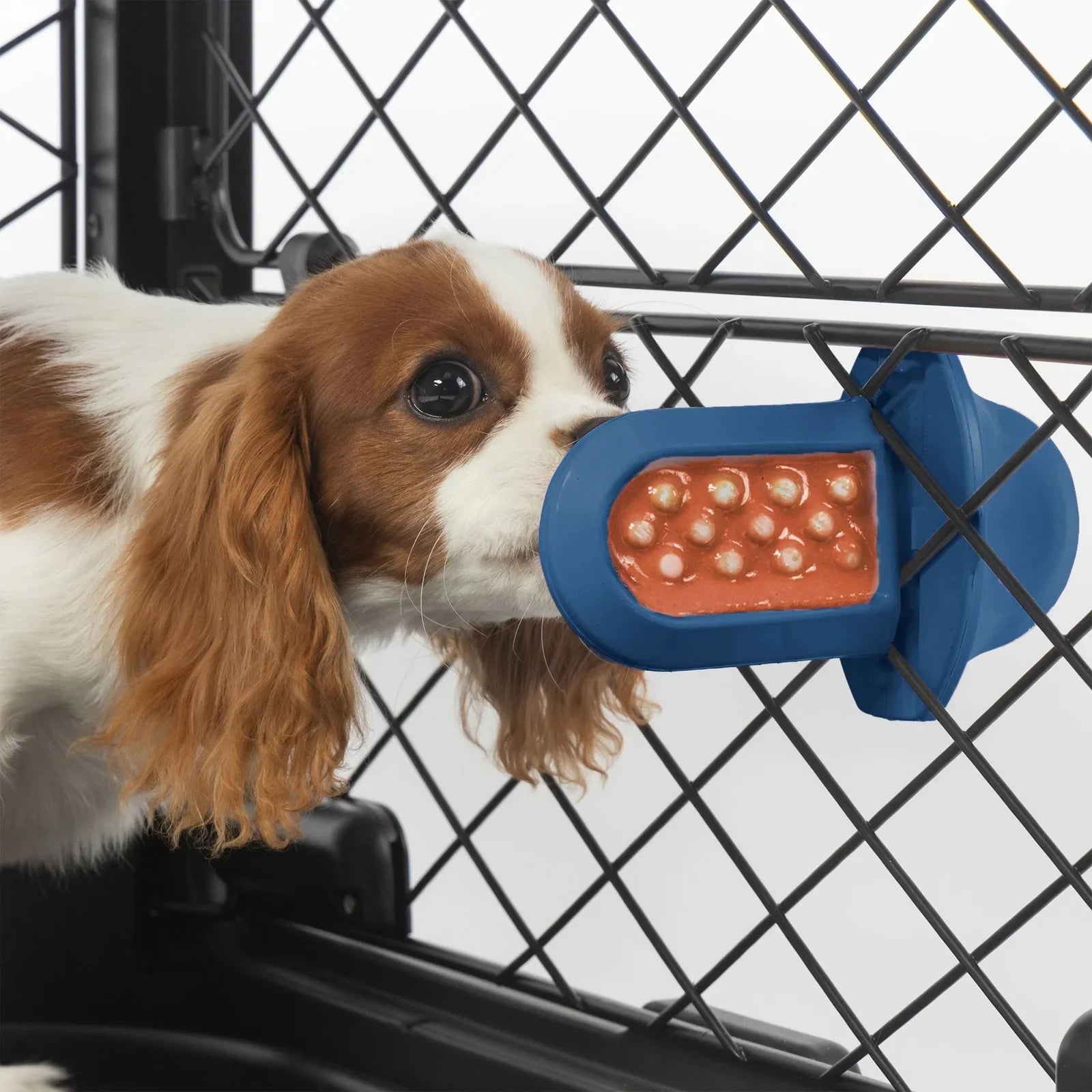 A dog licking a royal blue Groov Training Aid attached to a black dog crate
